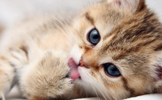 �����߲�����ǣ�è���γ���ʲô������