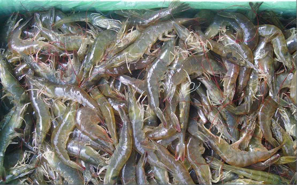 ˮ��Ʒ�������װ�����ݺͲ���˵��