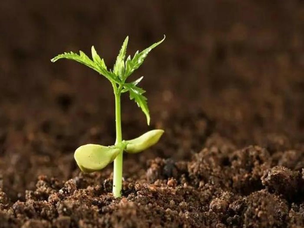 �������ּ���ǳ����ļҺ�����������